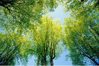 《本尼迪克特福克斯的最后一案》最终版将登PS5